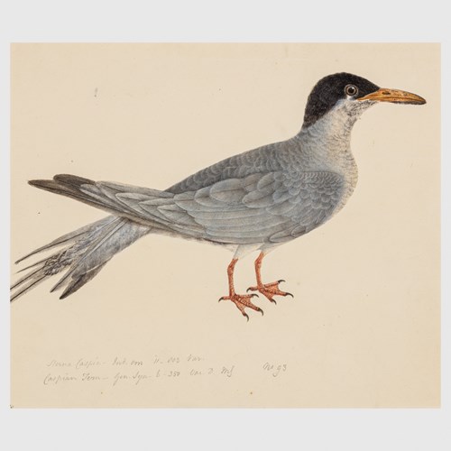 A Study of a Caspian Tern, Hydroprogne caspia